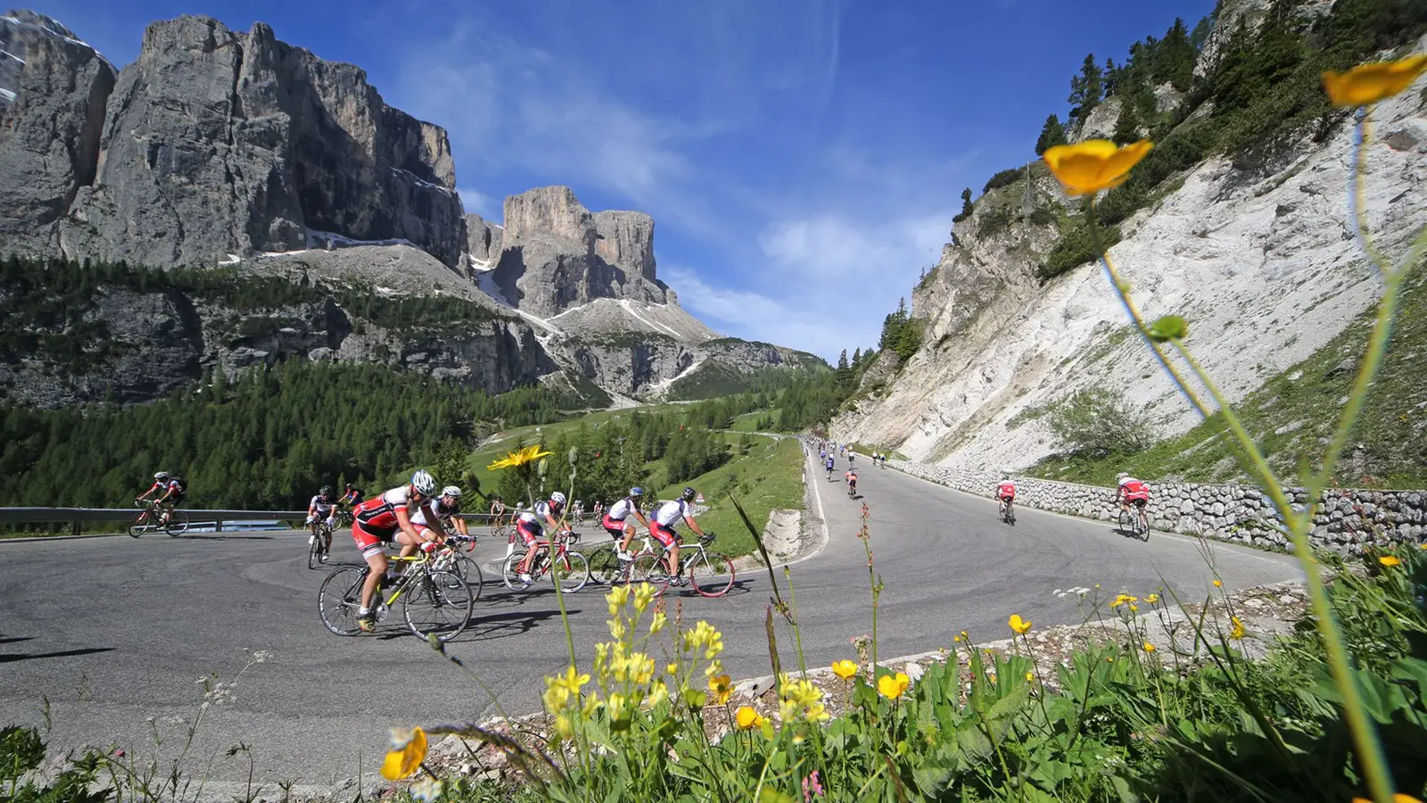 Rennradfahrer beim Sella Ronda Bike Day auf der autofreien Passstraße unter der Sellagruppe, mit Wildblumen